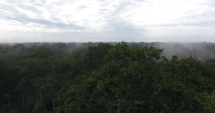 Large and Tall Brazil Nut (Bertholletia excelsa) Tree in South American tree in the family Lecythidaceae Shot in V-Log