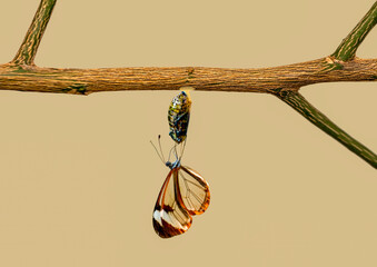 Amazing moment , Glasswing Butterfly (Greta oto) emerging from its chrysalis
