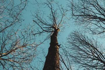 Low angle shot of tall trees against a blue sky during daytime - Powered by Adobe