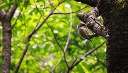 Closeup of Japanese Woodpecker sitting on a tree