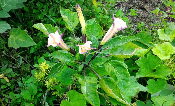 stramonium plant with flowers, secred dhatura