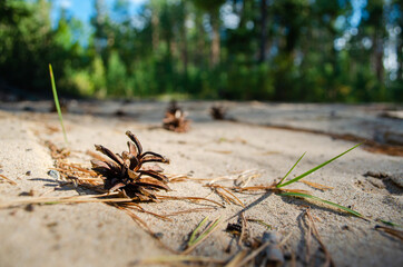 Pinecone lies on the ground in the forest. Sun shines brightly on a pine cone. Beautiful green forest against the background. Horizontal shot. Closeup view.