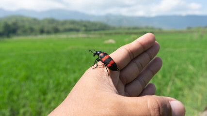 The beautiful Mylabris Pustulata perched in his hand with a red stroke on his back. One type of insect that does not harm farmers