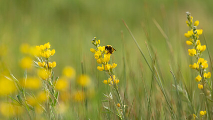 A black and yellow bumblebee enjoys an evening among bright yellow wild lupine flowers.