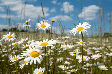 Fototapeta na wymiar Field of wild chamomile daisies in the Chess River Valley between Chorleywood and Sarratt, Hertfordshire, UK. Photographed on a clear day during a heatwave in late May.
