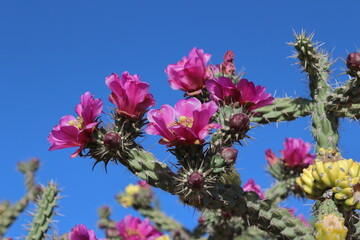 Winter Hardy shrub cactus Cylindropuntia Spinsior Beautiful DARK PURPLE BLOSSOMS flowering Texas,...