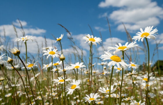 Field of wild chamomile daisies in the Chess River Valley between Chorleywood and Sarratt, Hertfordshire, UK. Photographed on a clear day during a heatwave in late May. © Lois GoBe