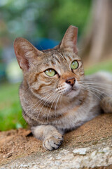 Obraz premium 緑の目をした野生の地域猫