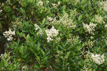 Ligustrum lucidum tree and flowers / Oleaceae evergreen tree