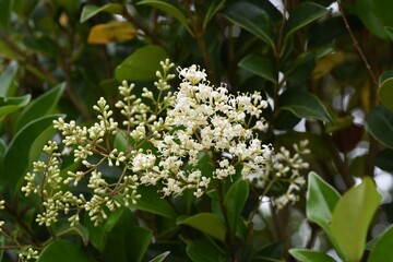 Ligustrum lucidum tree and flowers / Oleaceae evergreen tree