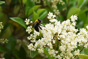 Ligustrum lucidum tree and flowers / Oleaceae evergreen tree