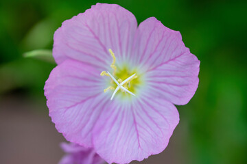 Macro Flower