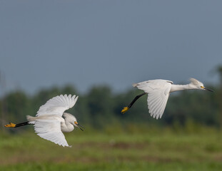 Snowy Egrets Flying in Tandem