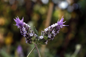 Pair of French lavender buds (Lavandula dentata), long-lasting, narrow spikes of purple flowers, topped with pale violet bracts