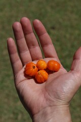 A bunch of ripe Brazilian cherries (Eugenia uniflora), known as pitanga