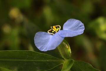 Beautiful blue flower with yellow organs known a slender dayflower (Commelina erecta), is a perennial and edible herb native throughout the Americas, Africa and western Asia