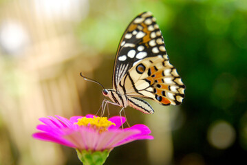 Close up a tropical butterfly alighted on pink zinnia flowers. The butterfly sucks on honey flowers or nectar for its food. this is a symbiosis between a butterfly and a flower
