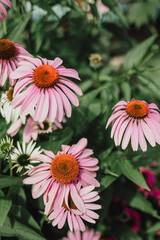 Cone daisies in a garden