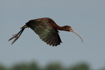 Colorful White Ibis Flying