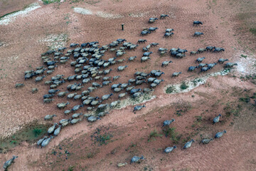 Aerial photo of a herd of Water Buffalo being driven overland in Central Vietnam