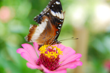 Close up a tropical butterfly alighted on pink zinnia flowers. The butterfly sucks on honey flowers or nectar for its food. this is a symbiosis between a butterfly and a flower
