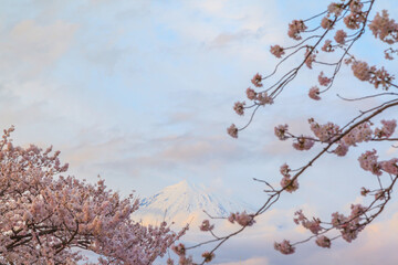 Landscape of mount Fuji with cherry blossom foreground in sprint season at Fujinomiya, Shizuoka prefecture, Japan