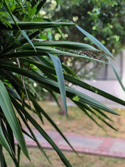 Majesty palm tree long leaves in a garden