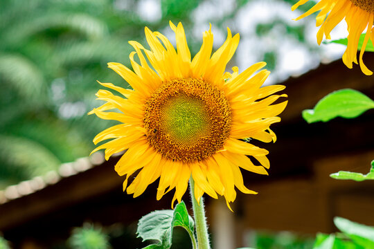 Sunflower that was swarmed by bees on a clear day. Closeup image.