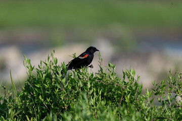Red-winged Blackbird