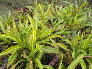 Closeup of garden plant