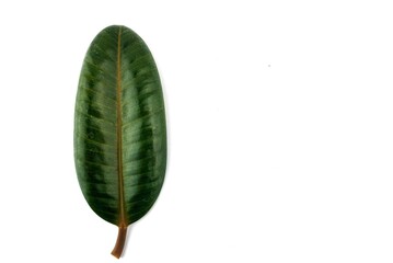 Rubber tree leaf on white background