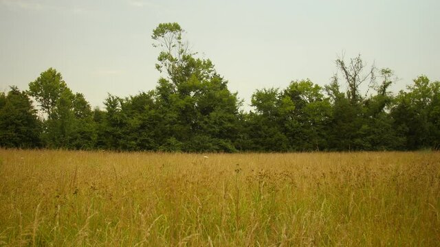 Wheat field sways in the wind on country farm.