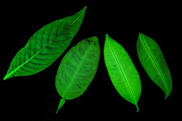 Transparent green leaves with isolated black background for medical conceptual and text adding commercial
