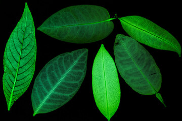Transparent green leaves with isolated black background for medical conceptual and text adding commercial
