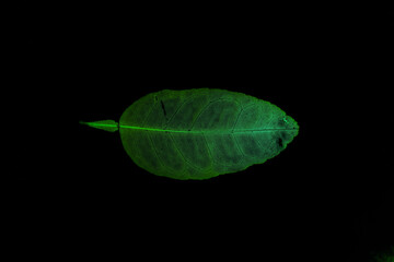 Transparent green leaves with isolated black background for medical conceptual and text adding commercial
