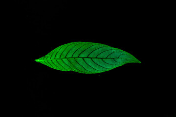 Transparent green leaves with isolated black background for medical conceptual and text adding commercial
