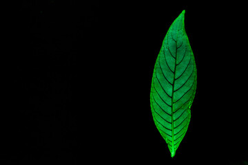 Transparent green leaves with isolated black background for medical conceptual and text adding commercial
