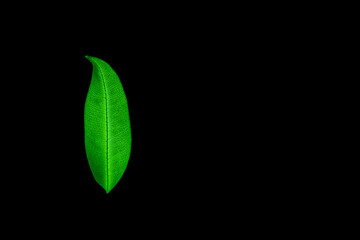 Transparent green leaves with isolated black background for medical conceptual and text adding...