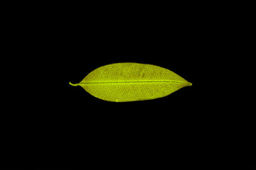 Transparent yellow leaves with isolated black background for medical conceptual and text adding commercial