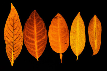 Transparent red leaves with isolated black background for medical conceptual and text adding commercial