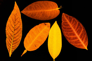 Fototapeta premium Transparent red leaves with isolated black background for medical conceptual and text adding commercial