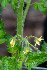 Flowers from a tomato plant with pests crawling on them in a home garden