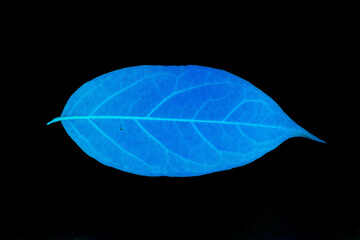 Transparent blue leaves with isolated black background for medical conceptual and text adding commercial
