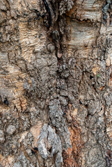 tree bark texture