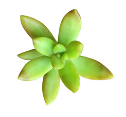 Succulent Isolated on White Background