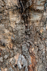 bark of a tree