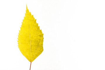 Autumn yellow leaves with isolated white background for holiday season and text adding commercial