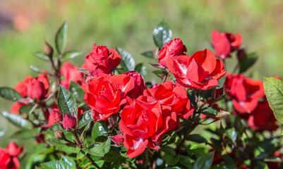 Bush of red roses in the garden