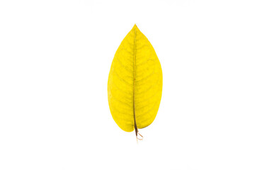 Autumn yellow leaves with isolated white background for holiday season and text adding commercial