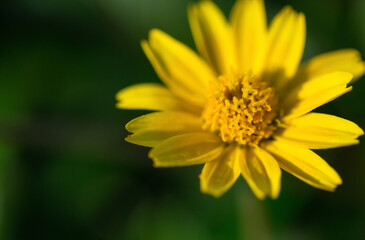 Beautiful Flower Macro photography of daisy flower surrounding by greenery